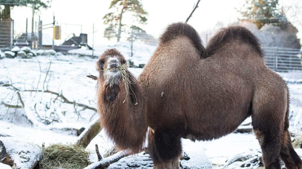 bactrian camel