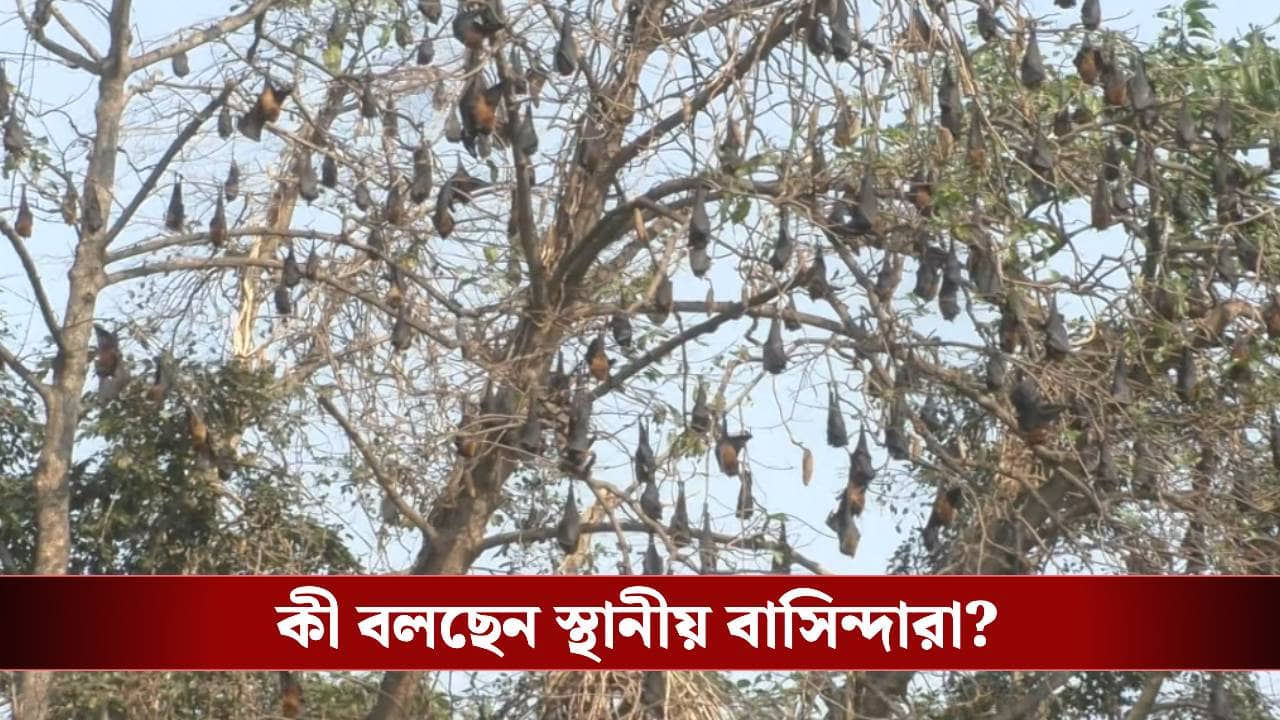 Nipah Virus: মাজডিহায় হাজার হাজার বাদুড়ের বাস, নিপা নিয়ে আতঙ্ক ছড়াতেই বাসিন্দারা বললেন...