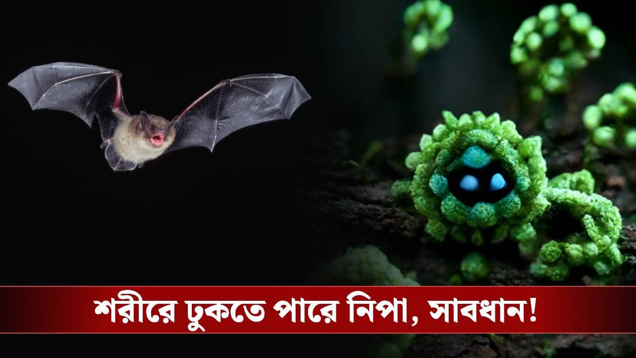 West Bengal Nipah Scare: ঘরে ঘরে থাকে, বাঙালির এই প্রিয় পানীয় দিয়েই শরীরে ঢুকছে বাদুড়ে-নিপা
