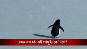 বরফের একা হেঁটে যাচ্ছে পেঙ্গুইন, কেন এত ভাইরাল এই ছবি?