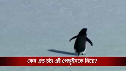 বরফের একা হেঁটে যাচ্ছে পেঙ্গুইন, কেন এত ভাইরাল এই ছবি?