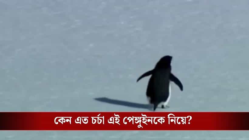Viral Video: বরফের পাহাড়ের দিকে একা হেঁটে যাচ্ছে পেঙ্গুইন, কেন এত ভাইরাল এই ছবি? নেপথ্যের কাহিনি জল আনবে চোখে...