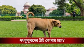 'মুরগি-ছাগলদের কি প্রাণ নেই?' কুকুর প্রেমীদের প্রশ্ন করল সুপ্রিম কোর্ট