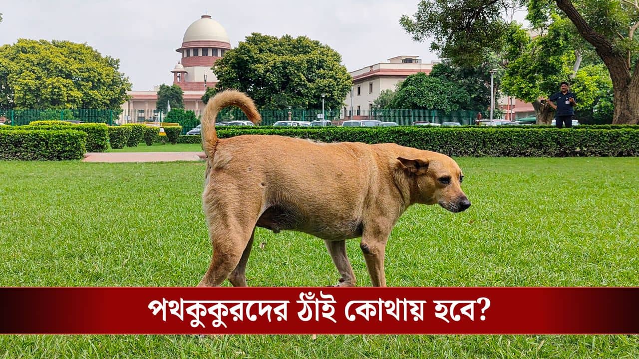 Supreme Court: কখন কুকুরের মুড হয় কামড়ানোর, কেউ বলতে পারে না, পথকুকুর প্রেমীদের পাল্টা প্রশ্ন সুপ্রিম কোর্টের