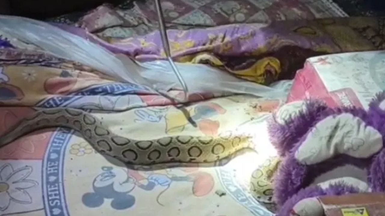 ইয়া বড় চন্দ্রবোড়া সাপকে নিয়ে সারা রাত ঘুমাল শ্যামসুন্দর! ভিডিয়ো দেখেই ভয় লাগবে ইয়া বড় চন্দ্রবোড়া সাপকে নিয়ে সারা রাত ঘুমাল শ্যামসুন্দর! ভিডিয়ো দেখেই ভয় লাগবে