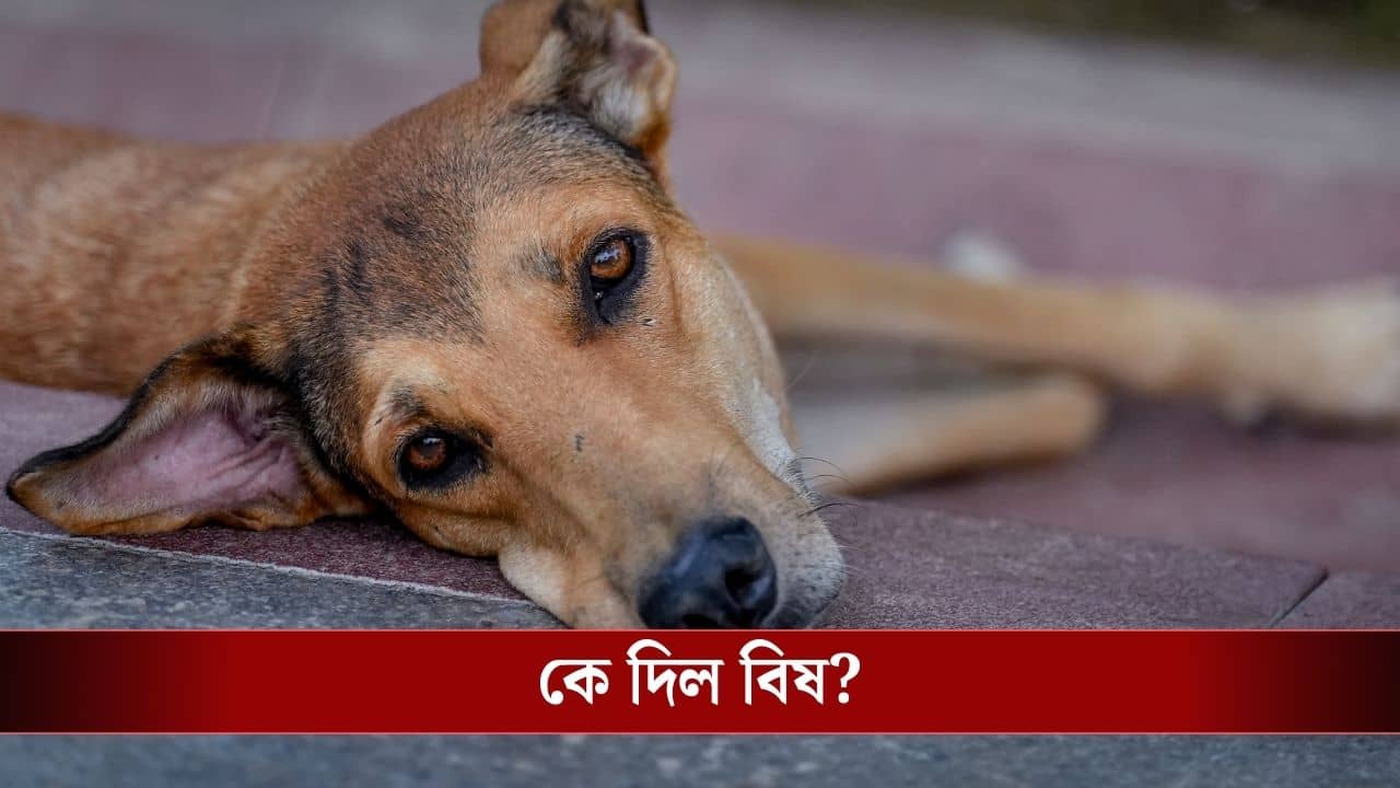 Stray Dog Mass Death: সব ভোটের খেলা? বিষ দিয়ে মারা হল ৫০০ কুকুরকে, পুঁতে দিল দেহ