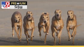 দেশ পাহারায় নিবেদিত প্রাণ! কর্তব্যপথে এই প্রথম দিশি কুকুর