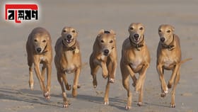 দেশ পাহারায় নিবেদিত প্রাণ! কর্তব্যপথে এই প্রথম দিশি কুকুর