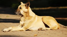 কর্তব্যপথে এবার খেল দেখাবে দেশি কুকুর