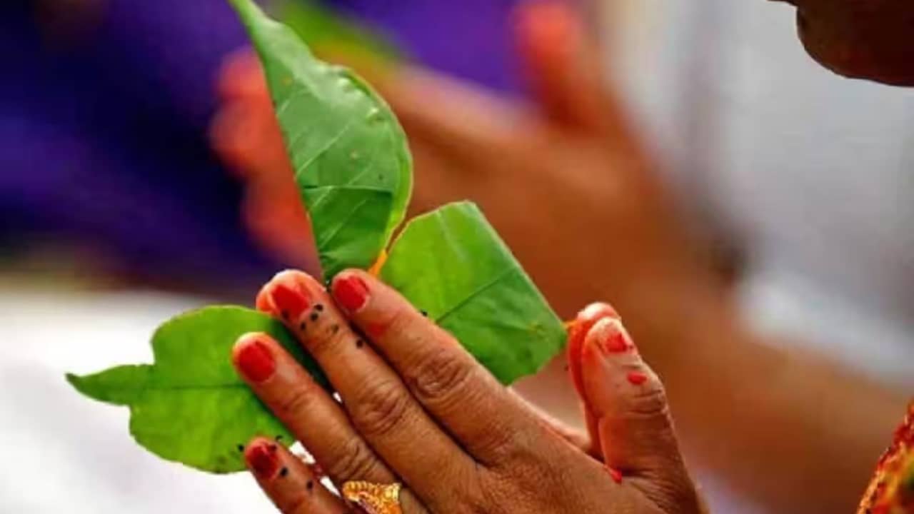 শুধু শিবের পুজোয় নয়, ‘বেল পাতা’র অন্য উপকার জানলে অবাক হবেন