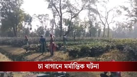 চা বাগানে ঘাস কাটতে গিয়েছিলেন, সেখানে বাইসনের হামলায় মৃত্যু