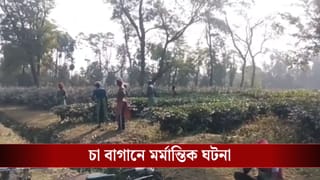 Jalpaiguri: চা বাগানে ঘাস কাটতে গিয়েছিলেন, সেখানে বাইসনের হামলায় মৃত্যু