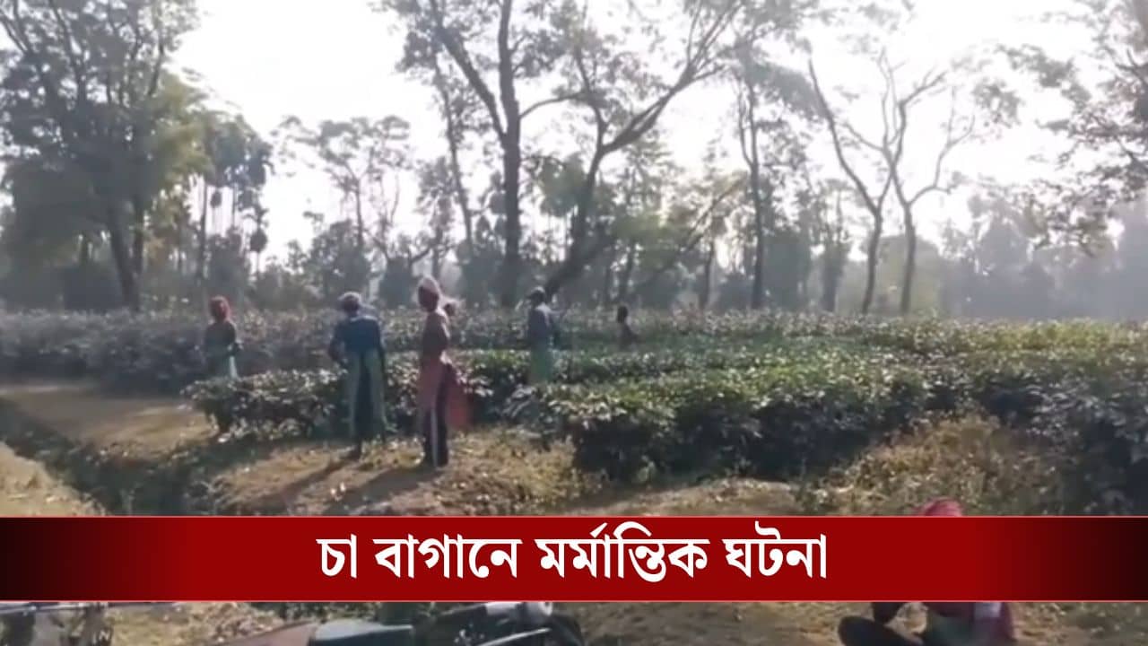 Jalpaiguri: চা বাগানে ঘাস কাটতে গিয়েছিলেন, সেখানে বাইসনের হামলায় মৃত্যু