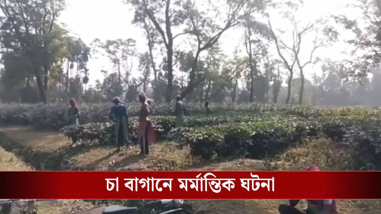 Jalpaiguri: চা বাগানে ঘাস কাটতে গিয়েছিলেন, সেখানে বাইসনের হামলায় মৃত্যু Jalpaiguri: চা বাগানে ঘাস কাটতে গিয়েছিলেন, সেখানে বাইসনের হামলায় মৃত্যু