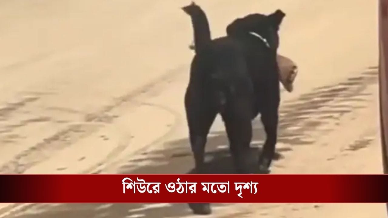 Viral Video: হাসপাতালের বেডে রোগী, কুকুরের মুখে তাঁর কাটা পা! পথচলতি লোকজনের হাত-পা ঠান্ডা