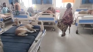 Hooghly: রোগীর জন্য ‘বেড খালি নেই’, দিব্যি শুয়ে সারমেয়