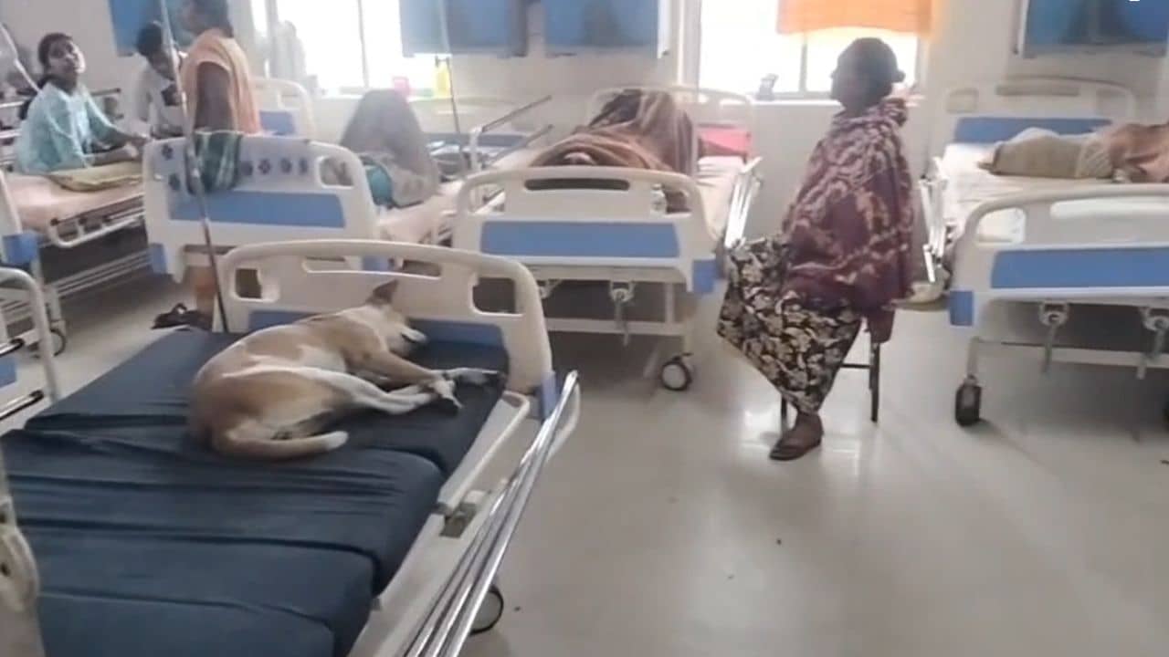 Hooghly: রোগীর জন্য বেড খালি নেই, দিব্যি শুয়ে সারমেয়