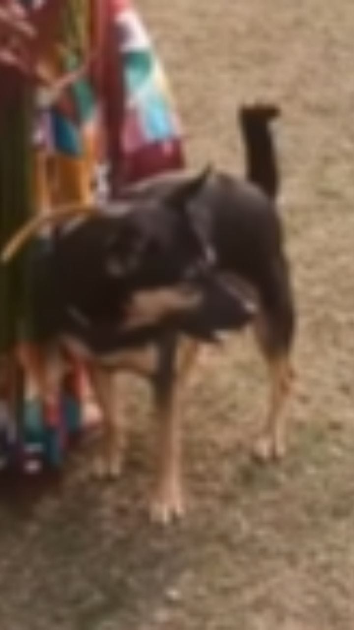 এবার র‌্যাম্প শো মাতিয়ে তুলল এরা