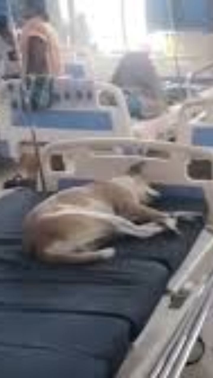 মানুষ না, হাসপাতালের বেডে শুয়ে কুকুর!