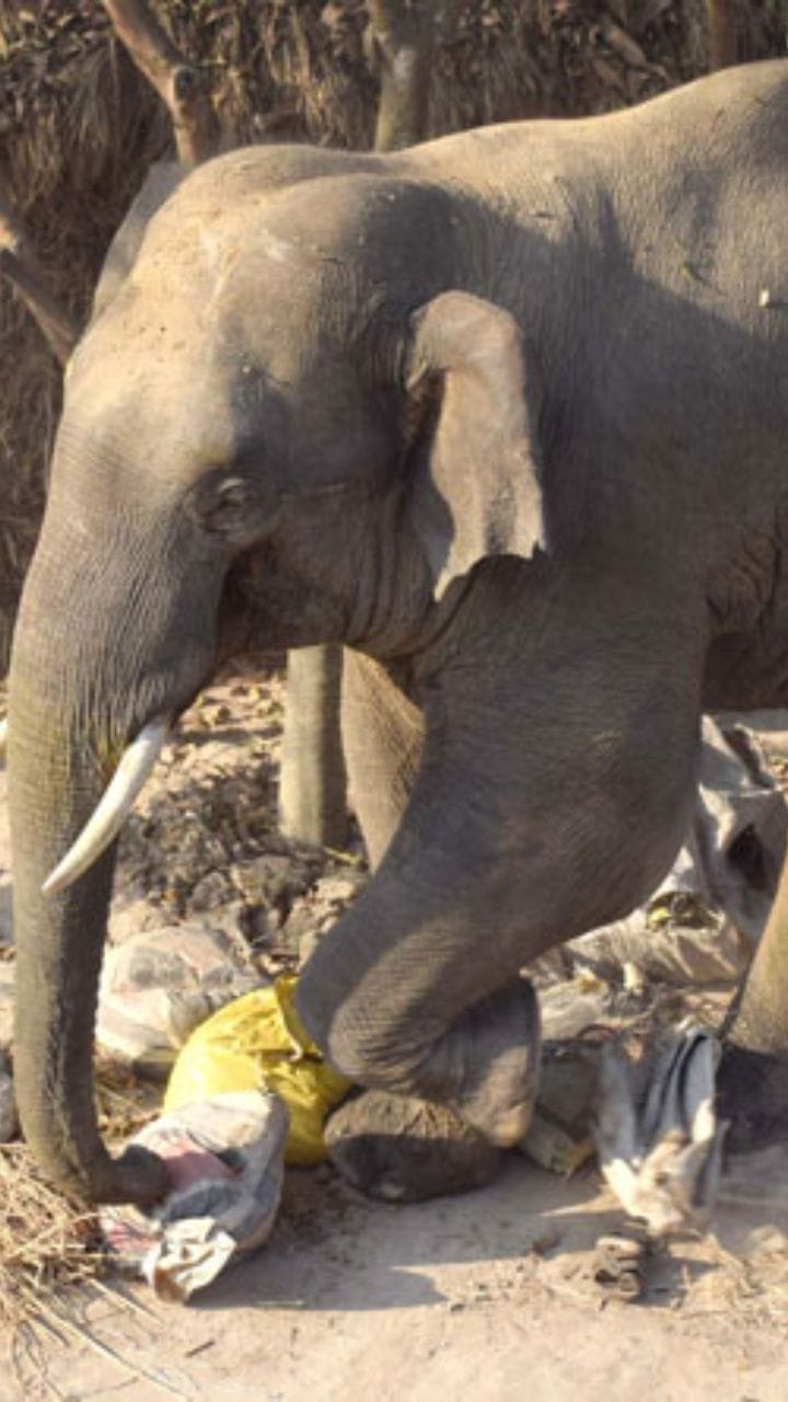 গোঘাটে আলু খাচ্ছে দাঁতাল হাতি?