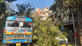 ২২৩ রুটের বাসের উপর হঠাৎ ভেঙে পড়ল কৃষ্ণচূড়া, তারপর দেখুন...