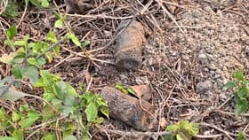 সেই বোমা! শুনেই বুক কেঁপে উঠল তামান্নার মায়ের