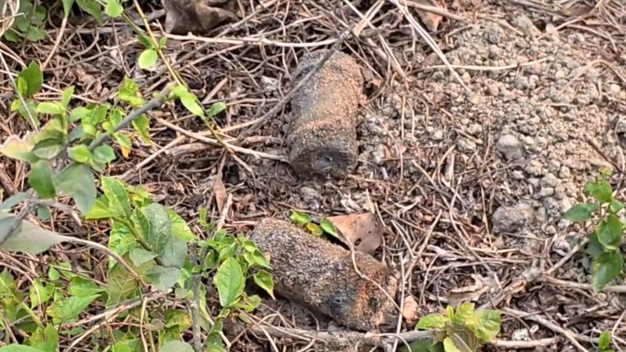 সেই বোমা! শুনেই বুক কেঁপে উঠল তামান্নার মায়ের সেই বোমা! শুনেই বুক কেঁপে উঠল তামান্নার মায়ের