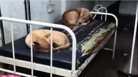 সরকারি স্বাস্থ্যকেন্দ্রে রোগীর বেডে মুখোমুখি শুয়ে দুই সারমেয়