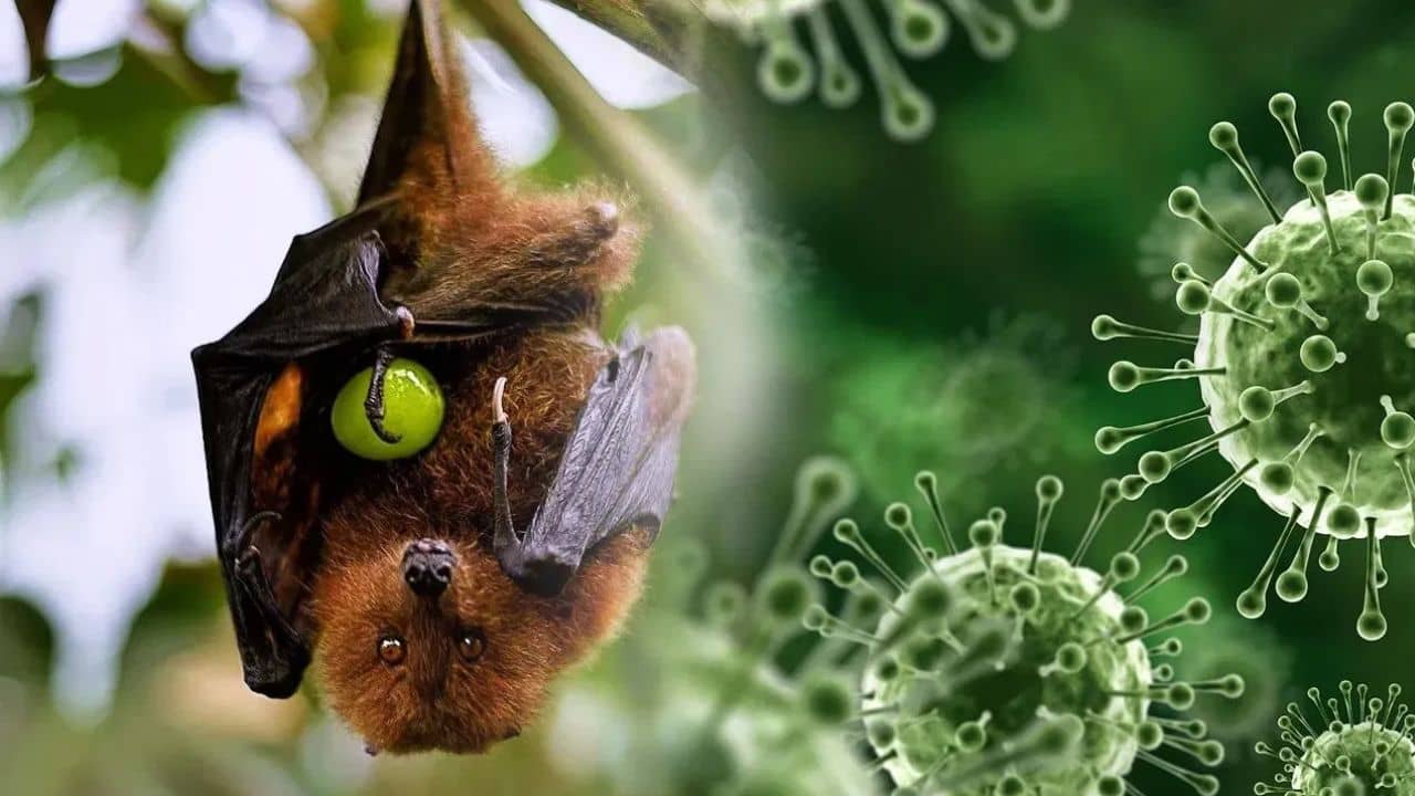 Nipah Virus: নিপা আক্রান্ত হয়ে প্রথম মৃত্যু রাজ্যে