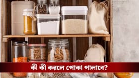চাল, ডাল, আটা, সুজিতে পোকা! পোকা তাড়াতে মাথায় রাখুন এসব টিপস
