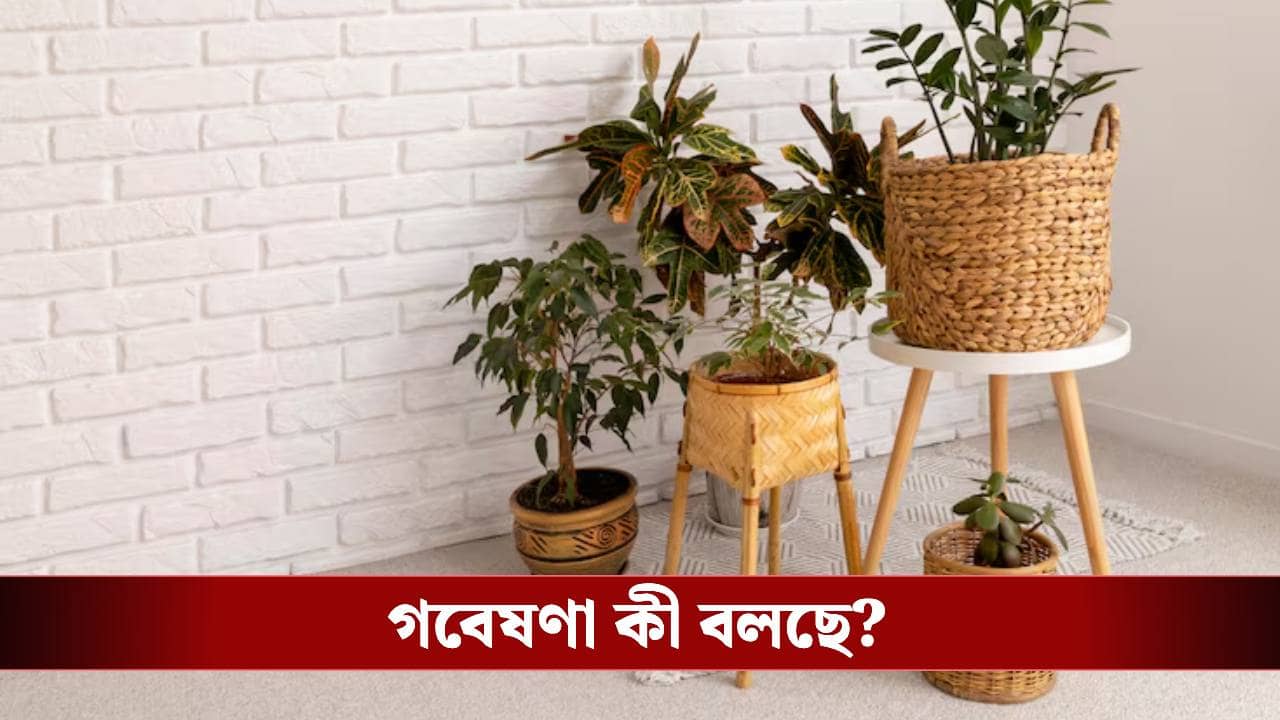 ঘরকে দূষণ মুক্ত রাখবেন? এই ৫টি গাছ রাখলেই সমাধান