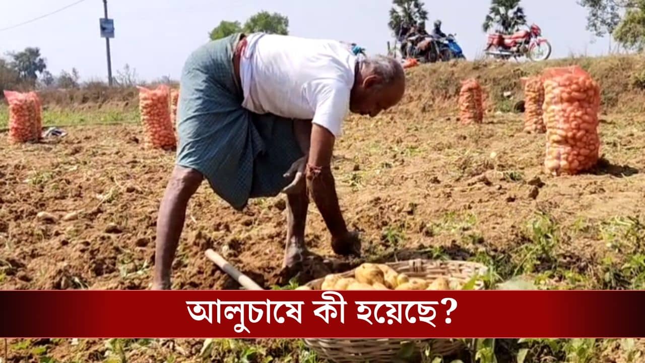 Potato cultivation: যত দোষ আলুর! পুরনোর জন্য দাম পাচ্ছে না নতুনরা