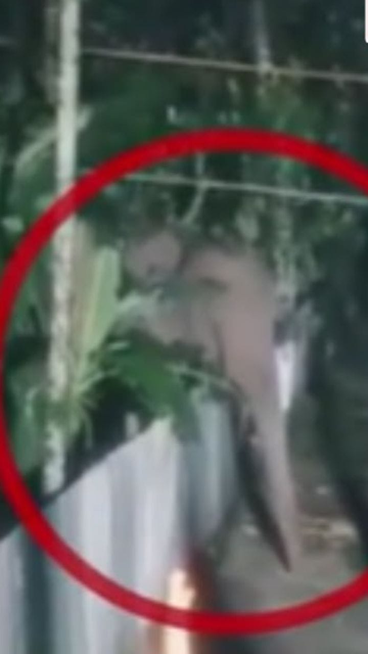 লাটাগুড়িতে সরকারি রিসর্টে দাঁতালের তাণ্ডব! দেখুন ভিডিয়ো