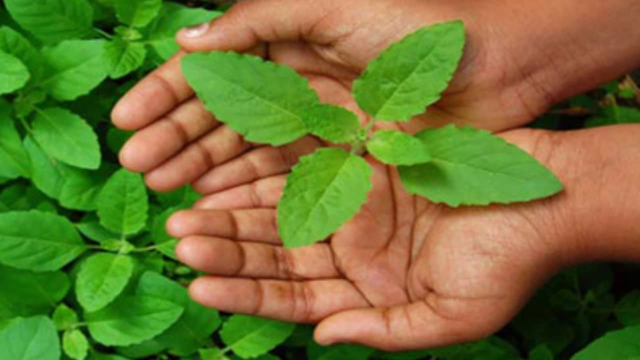 সূর্যগ্রহণের সময় কেন খাবারে তুলসীপাতা দিতে হয়? জেনে নিন শাস্ত্র কী বলছে...