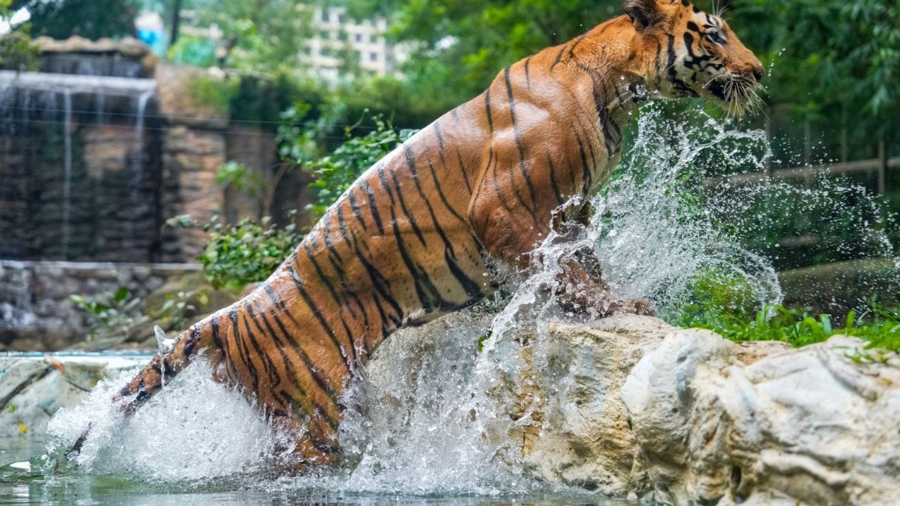 Sundarban: ওঁত পেতে বসেছিল, জঙ্গলে পা দিতেই টেনে নিয়ে চলে গেল, বাঘে-মানুষে ভয়ঙ্কর লড়াই সুন্দরবনে Sundarban: ওঁত পেতে বসেছিল, জঙ্গলে পা দিতেই টেনে নিয়ে চলে গেল, বাঘে-মানুষে ভয়ঙ্কর লড়াই সুন্দরবনে