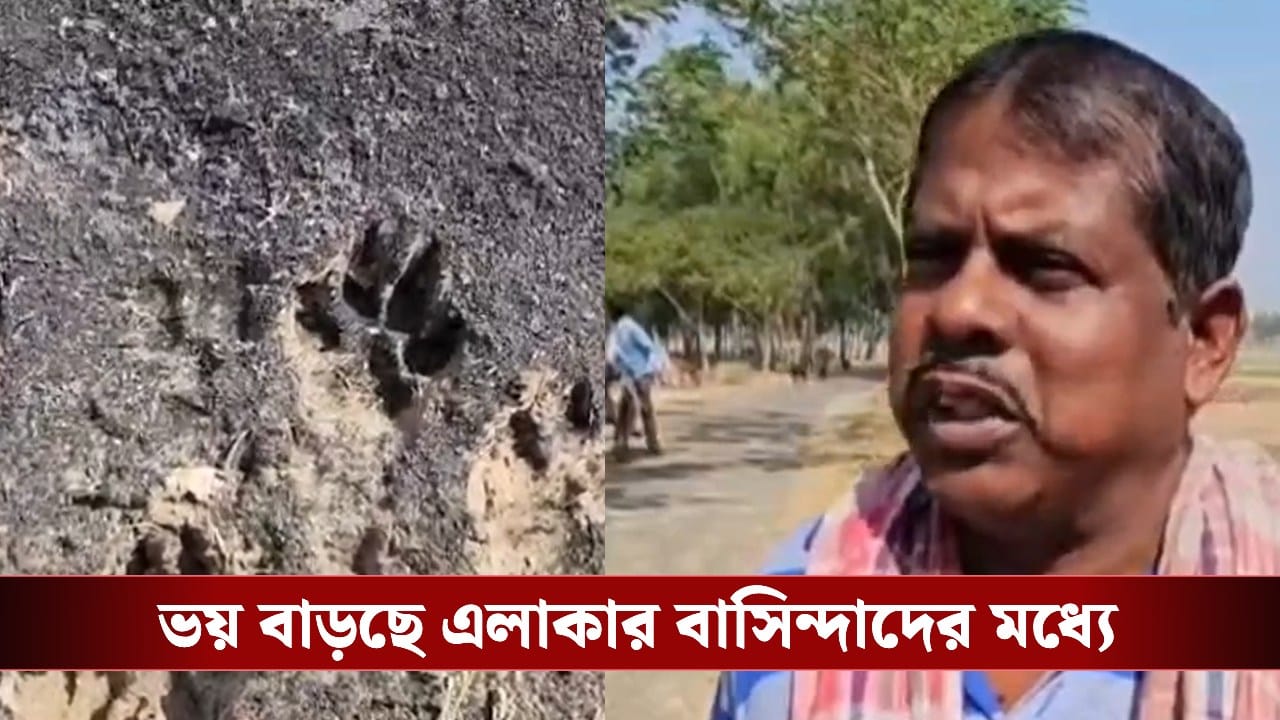 Tiger Scare: বাঘ বেরিয়েছে আরামবাগে? অন্ধকার নামলেই বাড়ছে কুকুরের চিৎকার, আতঙ্কে সিঁটিয়ে স্থানীয় বাসিন্দারা Tiger Scare: বাঘ বেরিয়েছে আরামবাগে? অন্ধকার নামলেই বাড়ছে কুকুরের চিৎকার, আতঙ্কে সিঁটিয়ে স্থানীয় বাসিন্দারা