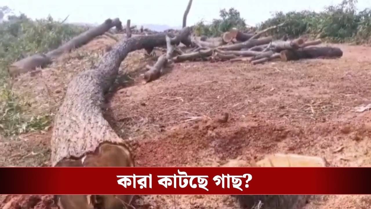 Purba Bardhaman: রাস্তার ধার থেকে উধাও হয়ে যাচ্ছে লক্ষ লক্ষ টাকার গাছ, কোথায় যাচ্ছে?