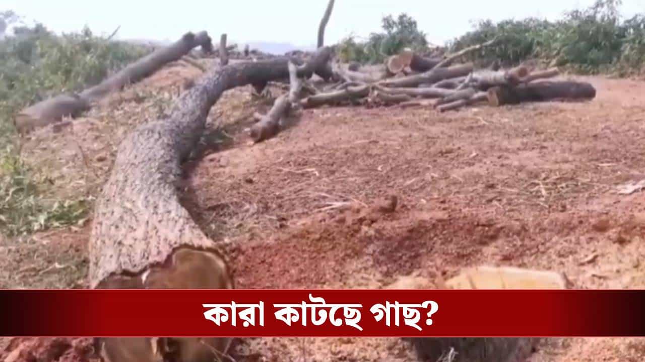 Purba Bardhaman: রাস্তার ধার থেকে 'উধাও' হয়ে যাচ্ছে লক্ষ লক্ষ টাকার গাছ, কোথায় যাচ্ছে? Purba Bardhaman: রাস্তার ধার থেকে 'উধাও' হয়ে যাচ্ছে লক্ষ লক্ষ টাকার গাছ, কোথায় যাচ্ছে?