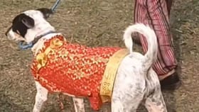 র‍্যাম্পে হাঁটলো পাড়ার লালু-ভুলুরা, দেখুন ওদের স্টাইল