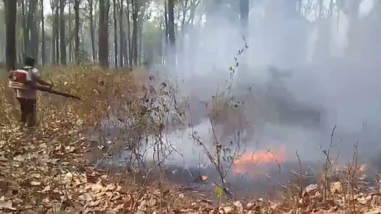 Chalsa forest: দাউদাউ করে জ্বলল জঙ্গল, পুড়ে গেল দামি-দামি গাছ