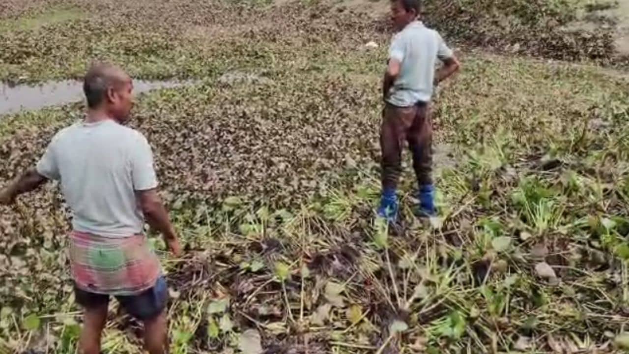 Dhupguri: মার্কেটে যেতেই চক্ষু চড়কগাছ, এ কী দেখলেন এলাকাবাসী