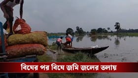 কাটোয়ায় শিলাবৃষ্টির তাণ্ডব, এক রাতেই শেষ বিঘের পর বিঘে জমির ধান-পেঁয়াজ