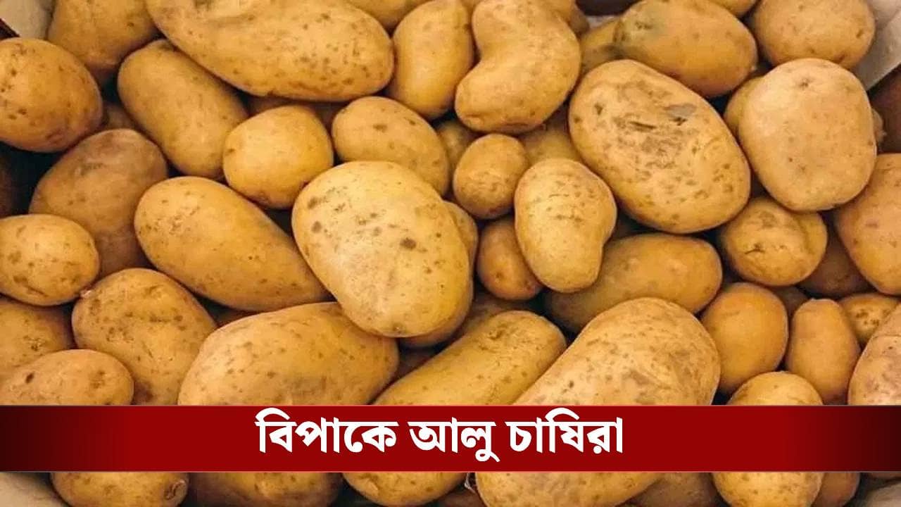 Hooghly: ৮০-৯০ বস্তা আলু নিয়ে চরম বিপাকে পড়েছে ওরা, এলাকায় নামাতে হল সেন্ট্রাল ফোর্স