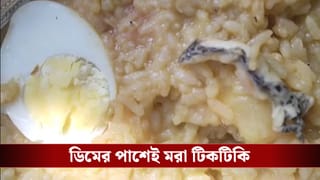 ICDS Food: অঙ্গনওয়ারি কেন্দ্রের খাবারে ফের টিকটিকি, অসুস্থ ১৫ শিশু! রাঁধুনিদের অপসারণের দাবি তুমুল বিক্ষোভ