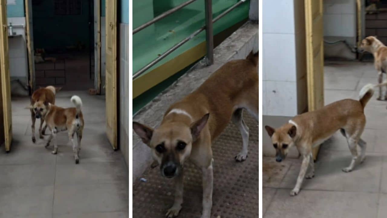 Uttarpara: এটা পশু চিকিৎসালয় নয়, সরকারি হাসপাতাল! মশা-মাছিতে ভরা, বলছেন রোগীর আত্মীয়রা