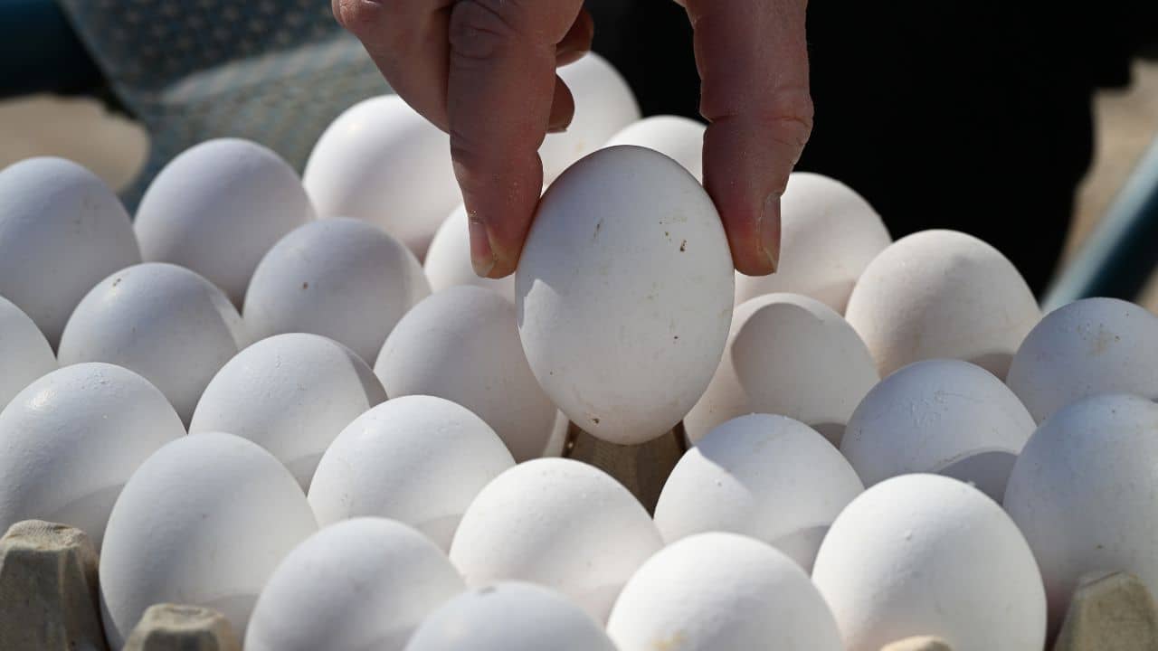 Egg Price: ভারতে হঠাৎ হু হু করে কমছে ডিমের দাম! ৭ টাকার ডিম মিলছে ৩ টাকায়