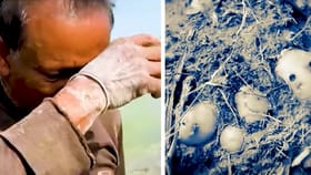 চোখে জল চাষির, জলে পচে আলুর কী অবস্থা দেখুন