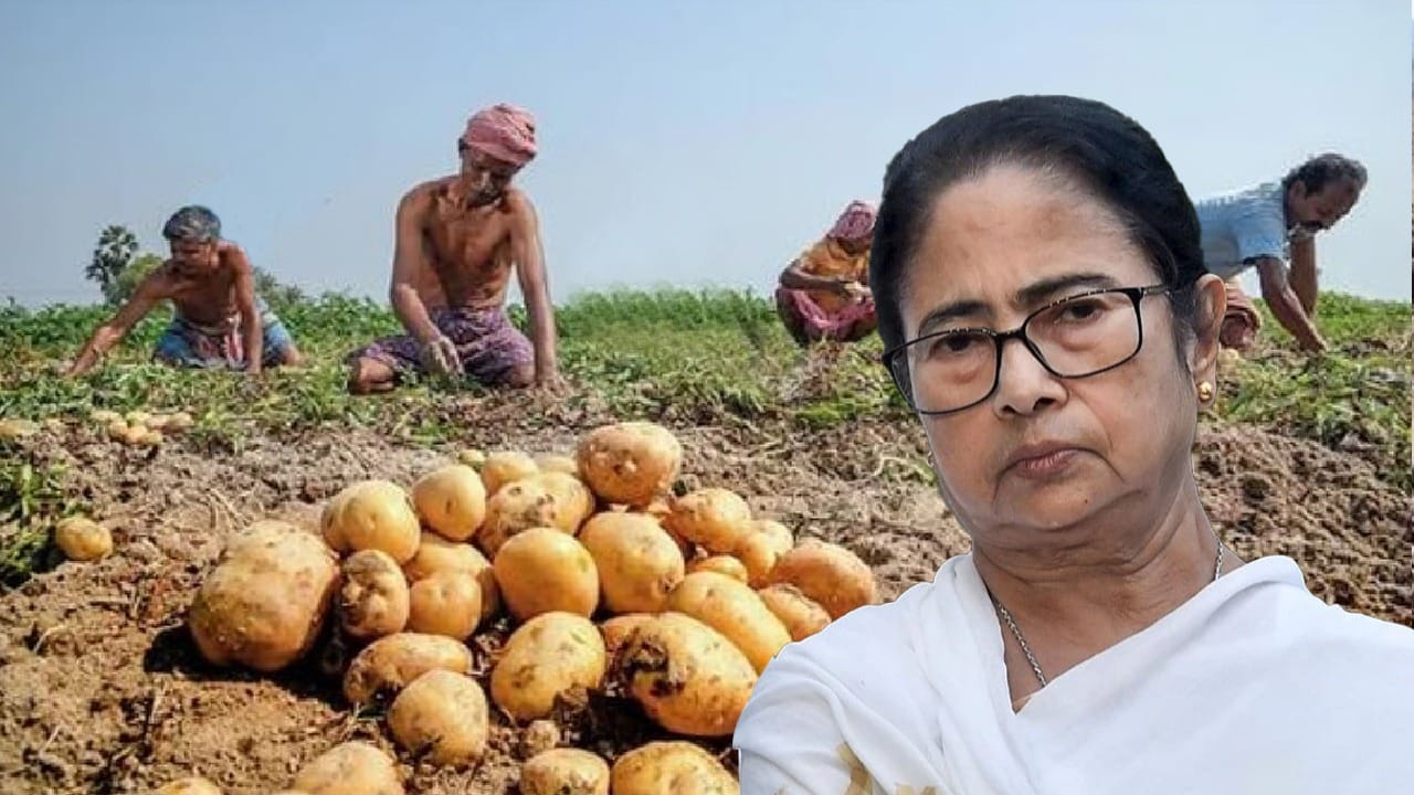 Potato price: আলু চাষিদের জন্য সুখবর, বড় সিদ্ধান্তের কথা জানালেন মমতা