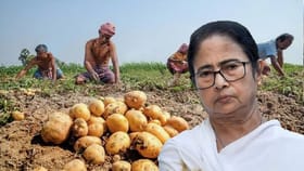 আলু চাষিদের জন্য সুখবর, বড় সিদ্ধান্তের কথা জানালেন মমতা