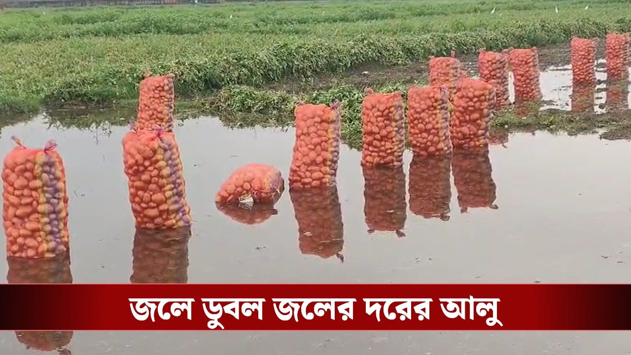 Potato Crisis: বাজারে মন্দা, সঙ্গে দোসর বৃষ্টি! জলের দরে আলুতেও পচনের আশঙ্কায় মাথায় হাত কৃষকদের